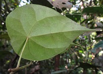Underside view of leaves of Stephania capitata photo